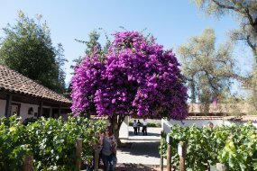 Santa Rita Winery Bougainvillea