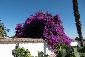 Santa Rita Winery Bougainvillea