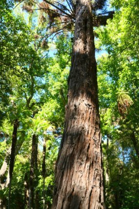 Santa Rita Winery Giant Sequoia. Most of the specimens in the garden were non-native.