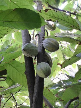 Cocoa These contain the seeds that chocolate is derived from