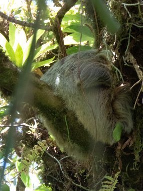 Sloth in Mombacho park