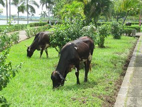 IMG_3686 Cattle grazing at the beach