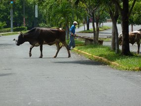 P1000263 Cows just wandering