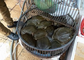 P1060031 Soft-shelled turtles